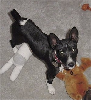 Hope the Basenji puppy standing over a plush toy in front of another plush toy