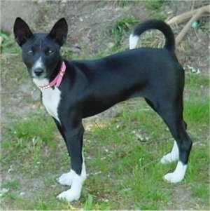 Hope the Basenji puppy standing outside looking at the camera holder