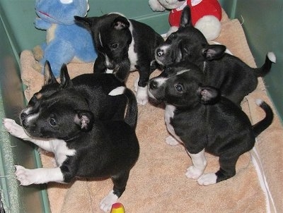 Five Basenji puppies in a green plastic bin