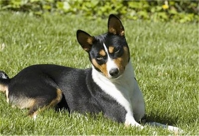 Cairo the Basenji laying outside in the grass