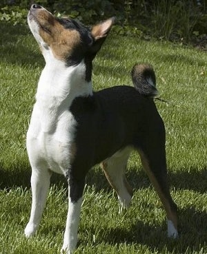Cairo the Basenji outside looking in the air