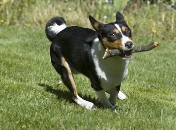 Cairo the Basenji running around a yard with a thick stick in its mouth