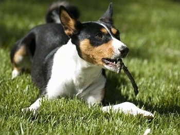 Cairo the Basenji laying outside with a small stick in his mouth