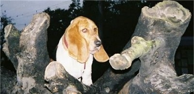 Daisy the Basset Hound standing in a tree