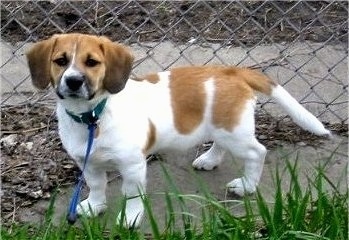 Miley the Bea-Tzu puppy standing in front of a chain link fence