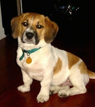 Miley the Bea-Tzu puppy sitting on a hardwood floor