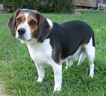 Buster the male Beagle standing outside in the grass