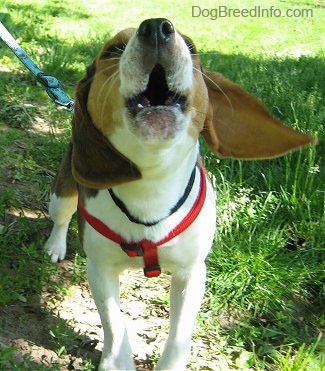 Front view - Snoopy the Beagle barking with this ear flapping out to the side