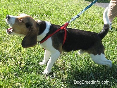 Snoopy the Beagle stretched forward barking