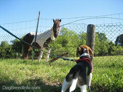 Snoopy the Beagle looking at Jazzmine the Pony
