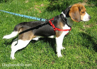 Left Profile - Snoopy the Beagle wearing a harness