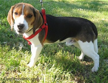 Snoopy the Beagle standing on grass wearing a red harness