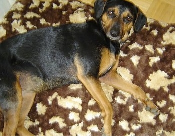 Precious the Beagleman laying on her side on a furry rug