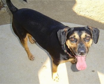 Precious the Beagleman standing on a concrete circle with her mouth open and tongue out