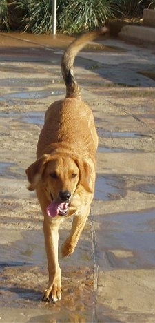 Tabor the Beago trotting towards the camera holder with its mouth open and tongue out