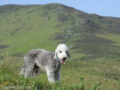 Brenin the Bedlington Terrier standing on a grassy hill with its mouth open and tongue out, with a large hill behind him