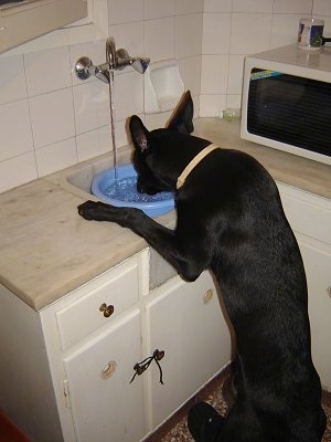 Tito the Belgian Malinois jumped up at a sink drinking water out of a blue bowl while the water is running