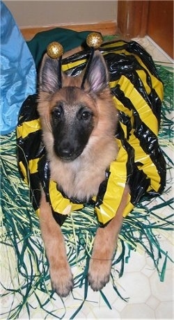 Riot the Belgian Tervuren puppy is laying on a bed in a yellow and black bee costume