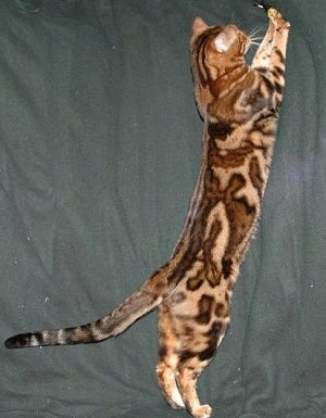 Tri-colored marble Bengal cat extending its body to reach the top of the green backdrop