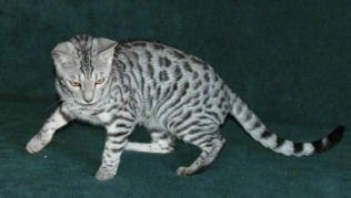 Silver spotted Bengal Kitten is looking at something at the bottom of a green backdrop