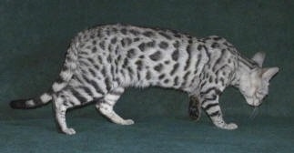 Silver spotted Bengal Kitten is walking across a green backdrop