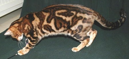 Tri-colored marble Bengal cat is at the edge of the backdrop looking at a cat toy