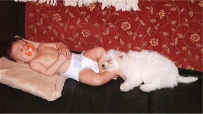 A white Bichon Frise is sleeping at the feet of a baby who is sleeping on a couch with a pacifier in his mouth.
