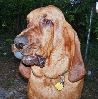 Close Up - Sherlock the Bloodhound sitting in front of a chain link fence with a blue ball in his mouth