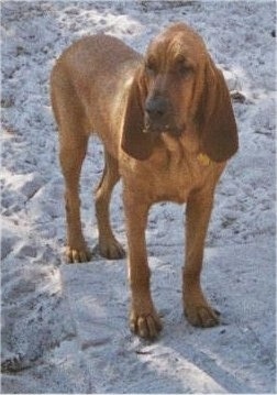 Sherlock the Bloodhound standing in sand