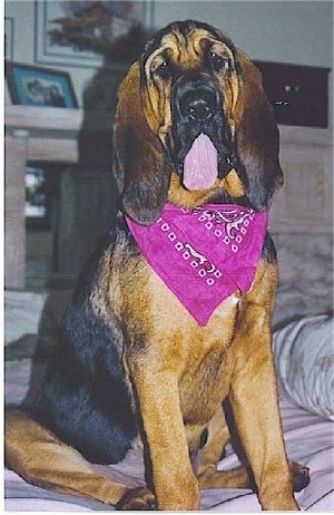 Sophie the Bloodhound sitting on a bed wearing a bright purple bandana with its mouth open and its tongue out