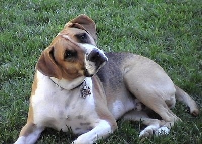 Reggie the Bogle laying down outside with its head tilted to the left