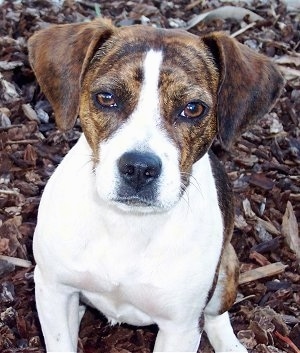 Close Up - Cora the Boglen Terrier sitting on woodchips looking into the camera