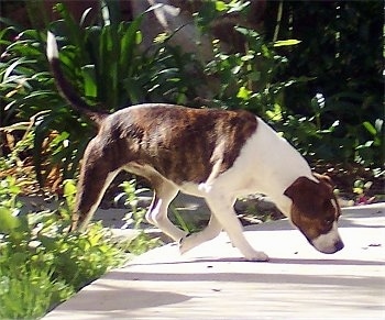Cora the Boglen Terrier sniffing and exploring the ground