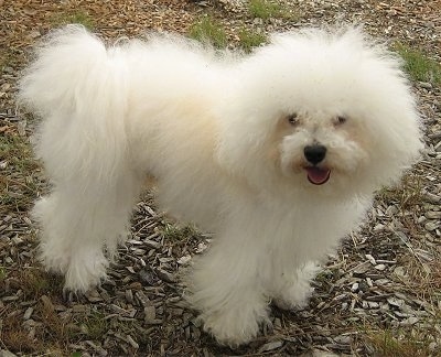 A very fluffy, puffy looking, white with tan Bolognese dog is standing across grass and it is looking forward. Its mouth is open and it looks like it is smiling.