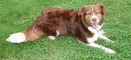 45+ Lab Border Collie Mix Brown