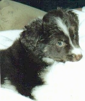 Close Up - Boarder the Borador as a puppy laying on a blanket