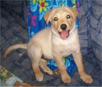 Charlie the Borador puppy sitting on a human's bed with its mouth open and its tongue out