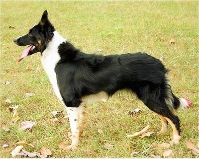 Right Profile - Nouba the Border Collie standing outside with its mouth open and tail relaxed down