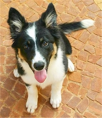 Nouba the Border Collie as a puppy sitting on a brick porch with its tongue out and mouth open