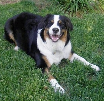 Daisy the Bordernese laying outside in grass with its mouth open