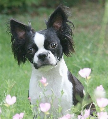 The front left side of a black and white Bostillon that is sitting outside in front of flowers. Its head is slightly tilted to the left.