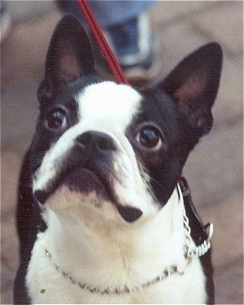 Close Up - Oscar the Boston Terrier looking up