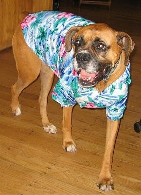 Allie the Boxer walking around wearing a blue and green with pink Hawaiian shirt with her mouth open looking happy