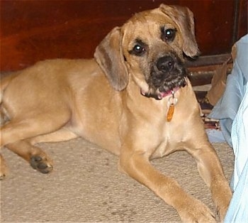 Shiloh Boots the Boxerdoodle Puppy laying on carpet with a bookcase and a bed behind it