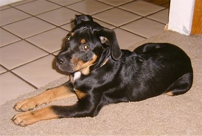 Kalila the Boxweiler puppy laying in a doorway looking at the camera holder