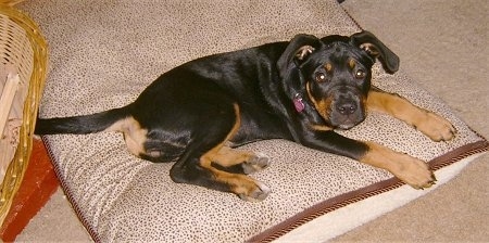 Kalila the Boxweiler Puppy laying on a brown dog bed pillow and looking at the camera holder