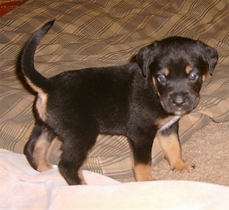 Kalila the Boxweiler puppy walking around a blanketed area looking back at the camera holder