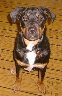 Close Up - Kalila the Boxweiler puppy sitting on a hardwood floor and looking at the camera holder