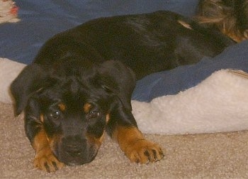 Close Up - Kalila the Boxweiler puppy laying on a dog bed and partially on the floor