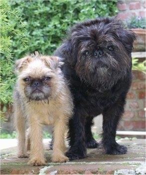 brussels griffon x pug